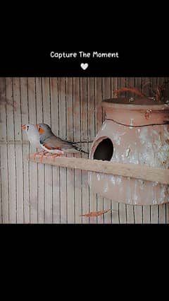 zebra finch male for sale