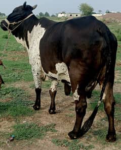 cow/Buffalo/dairy/milking cow