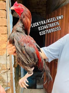 Aseel