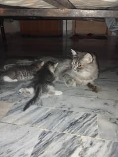 2 baby and 1 female Persian cat