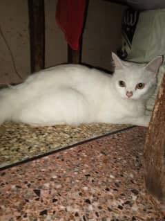 Persian cat