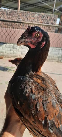Miawali Aseel Madi