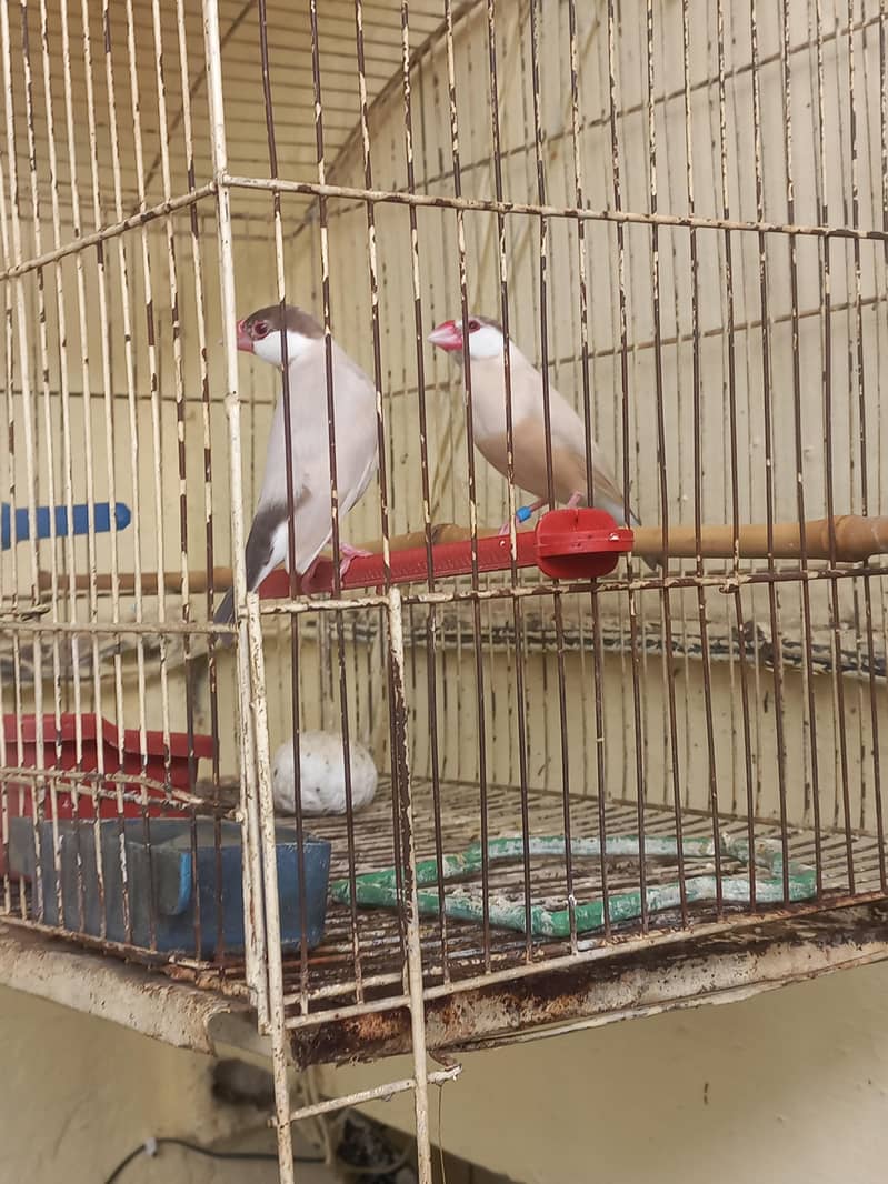 fawan java pair 1