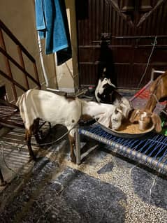 Healthy Pregnant goats  (2) +playful 4 month old kid- Vaccinated