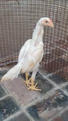 White Shamu Chick | Shamo | Heera | Aseel | Lahore