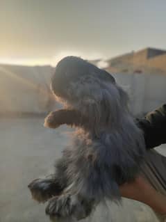 gray Angora rabbit female