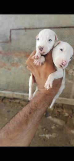 pure gultair pink nose pair for sale