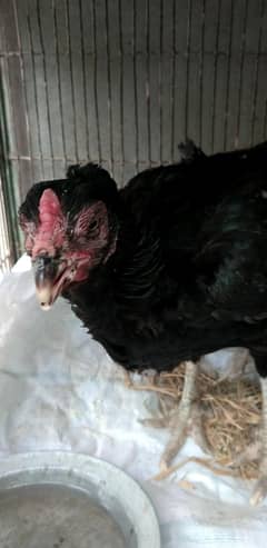 aseel murgi  black Mushka