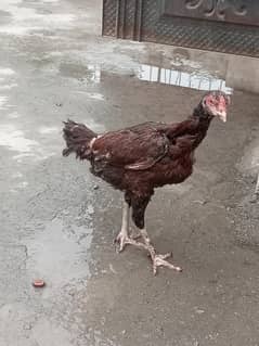 Aseel hens