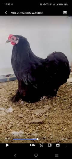 bentam chicks ande frizal bentam chicks