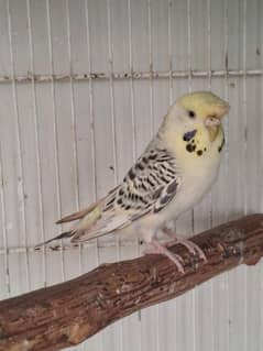Tab Crusted female
