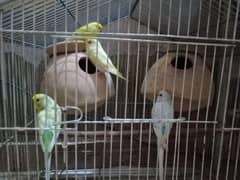 Australian parrots Budgies Breeder Pair.
