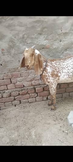 bakri