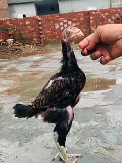 Burmi Back Footer Chicks Vaitnam Neck locker Chicks Available