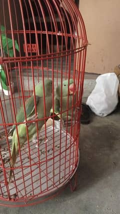 raw parrots male female pair healthy without pinjra