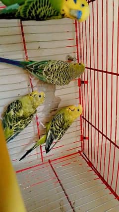 Budgie Pair for Sale