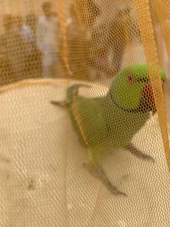 Ringneck