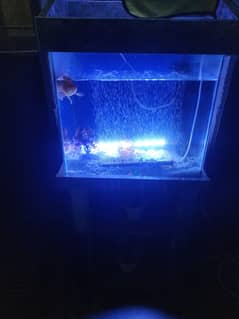 aquarium