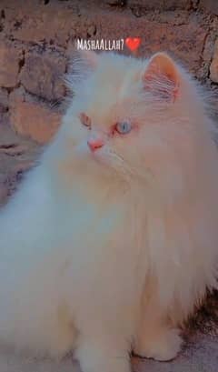 pershion cats pair  odd eyes