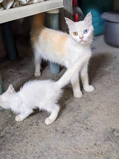 Persian