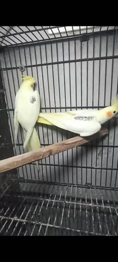 Vpied x spotted pied  pair