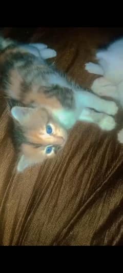 extra stream long coats kittens available for sell