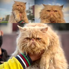 Piki Male Cat |Peki Face  | peke Male | Male available |