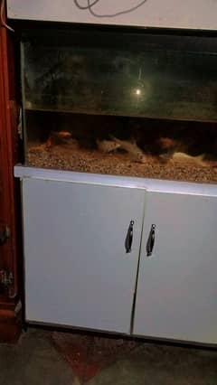 fish