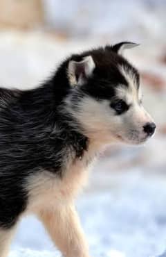 Siberian