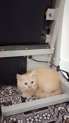 Kitten