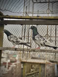 Tadı bari dar pair