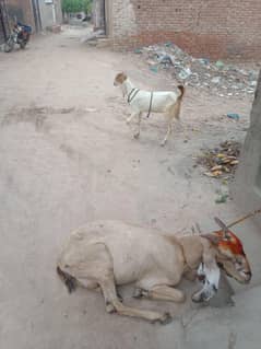 2 Female