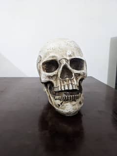 Imported Skull, Beautiful Hand Crafted Human Skull Showpiece.