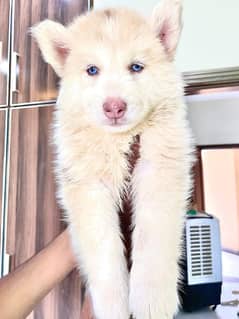 husky