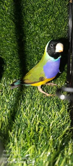 Goldian . bangles . java pied dove
