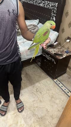 Raw parrot hand tame no bite