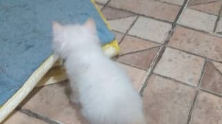 kitten