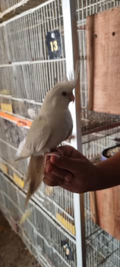 Cockteil , Common lutino , Albino red eyes , cremino , decino , fisher
