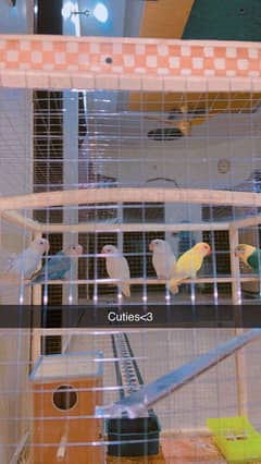 Lovebirds