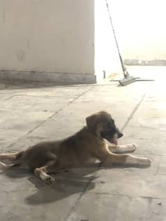 Afghan kuchi dog for sale