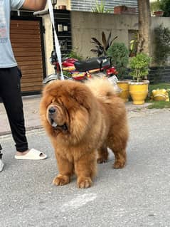 Chow