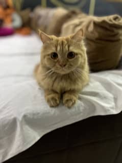 Persian Cat  for urgent sale