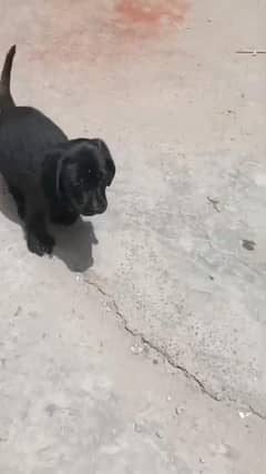 Labrador Female puppy