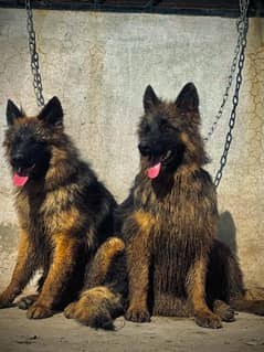 German shepherd 15 days puppy