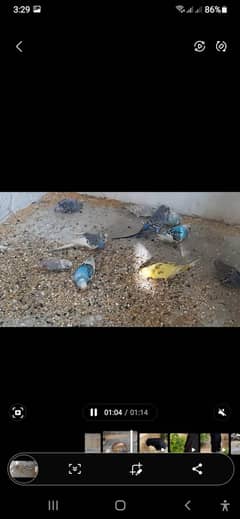 comman budgies
