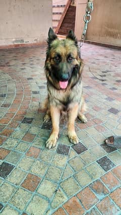 GERMAN