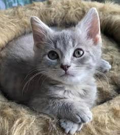 gray