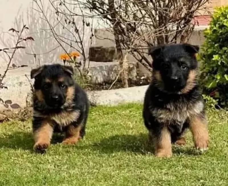 German Shepherd puppy| Long Coat puppies 1