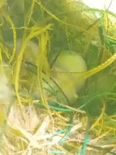 White Finch eggs new