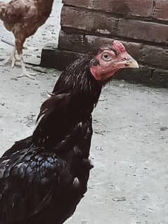 lasani breeder